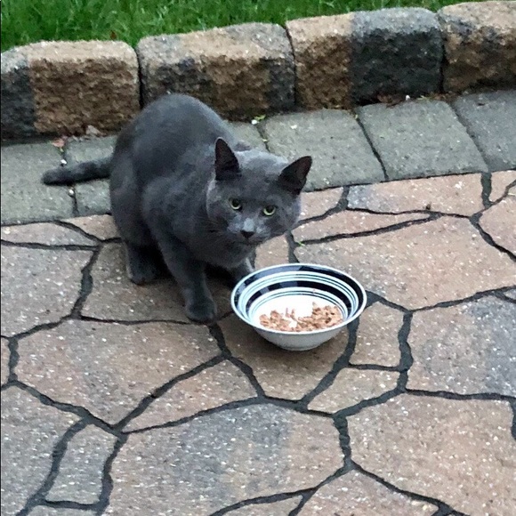 Posher Kathleen ❤️😻”Here, Kitty, kitty” - Picture 6 of 16